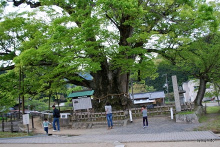 神宿る野間の大ケヤキ